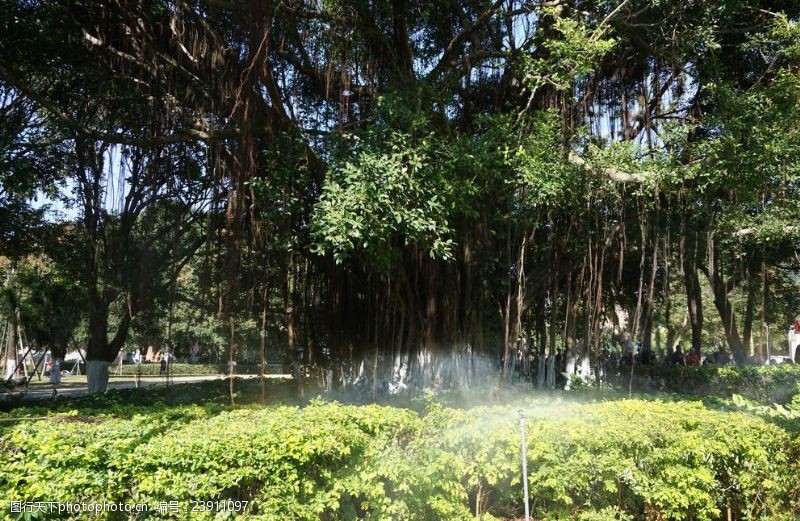 浇灌厦门大学校园榕树