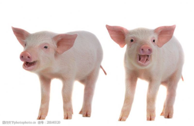 宠物猪写真图片免费下载 宠物猪写真素材 宠物猪写真模板 图行天下素材网
