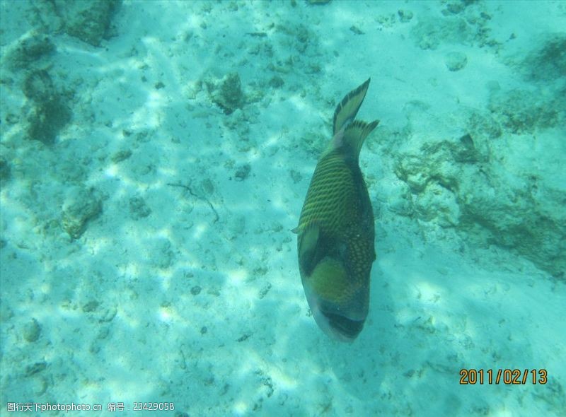 海底珊瑚马尔代夫的海底