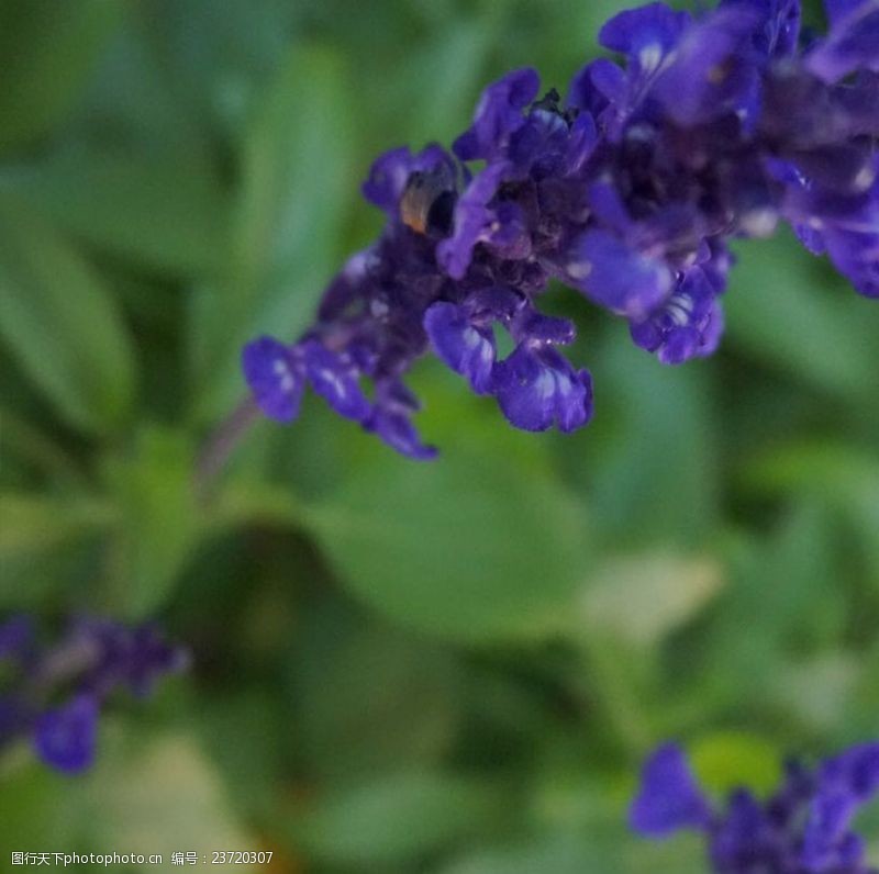 紫苏那些花儿