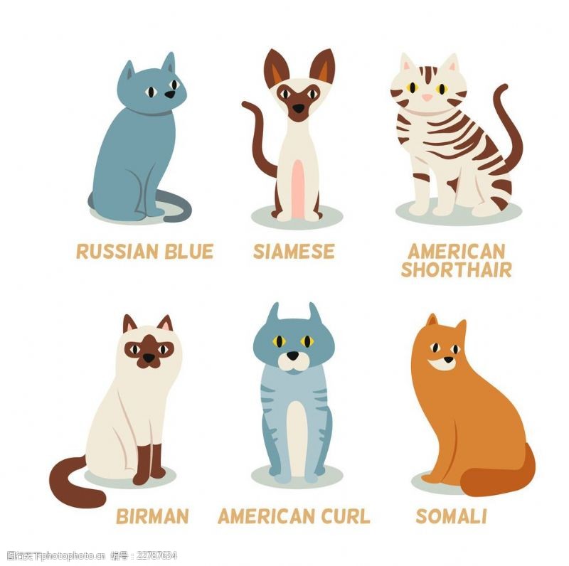 俄国手绘品种的猫