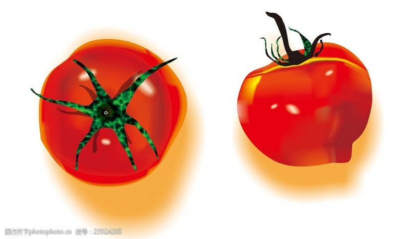 水果宣传手册手绘新鲜的西红柿矢量图