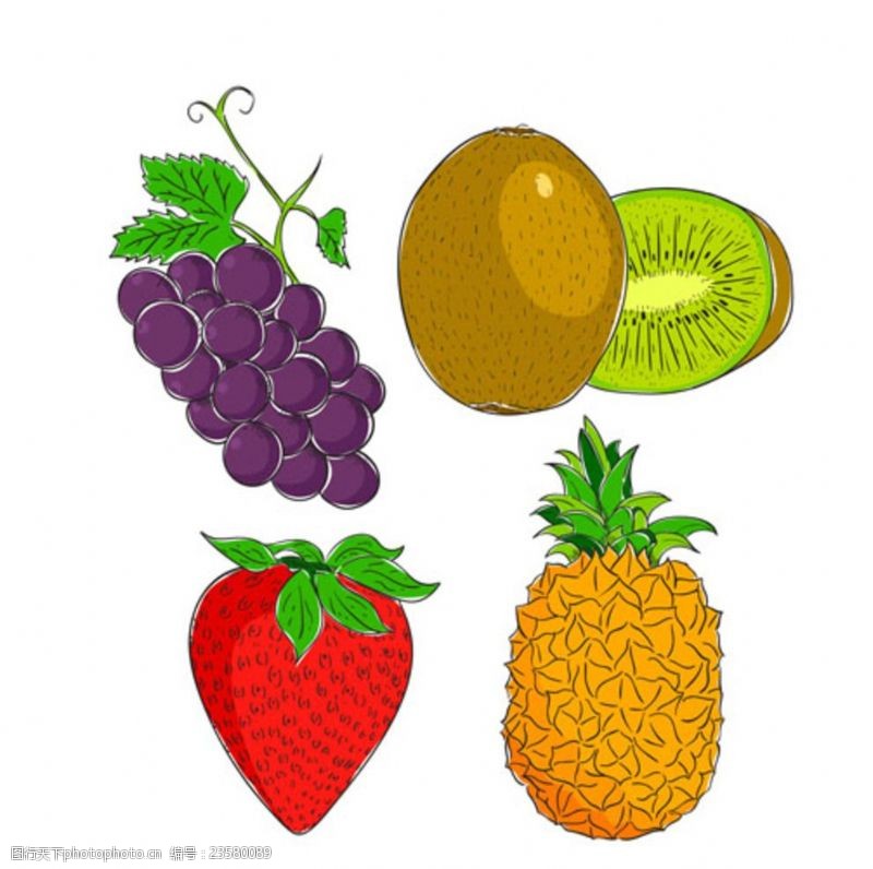 矢量水果素材手绘四种美味的水果