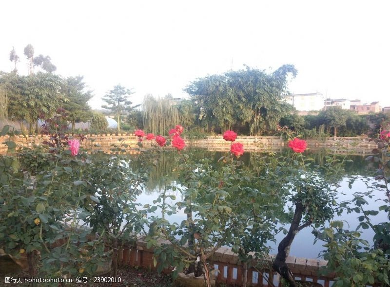 农家乐水池旁的玫瑰