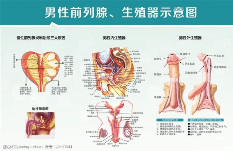 女性解剖高清图片 第2页 图行天下素材网