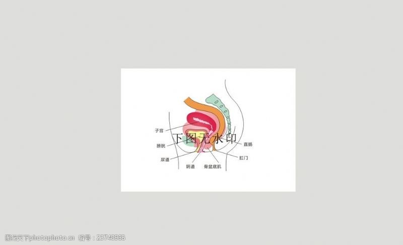 妇女女性女性盆底肌生殖系统矢量描图
