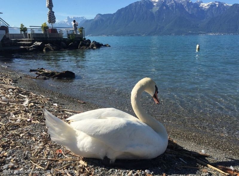 日内瓦湖休憩的天鹅