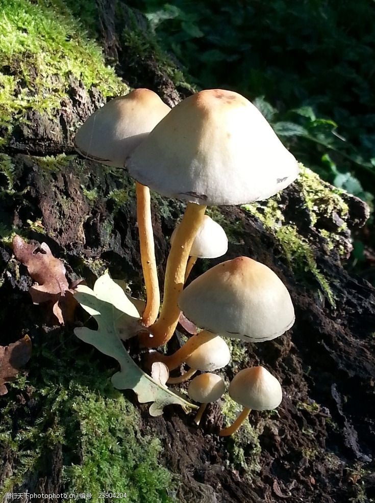 菌类秋季小蘑菇