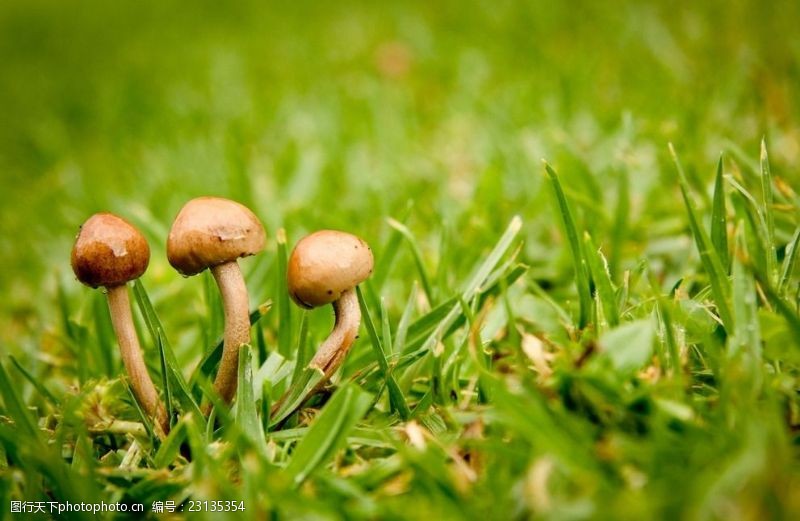 菇类蘑菇