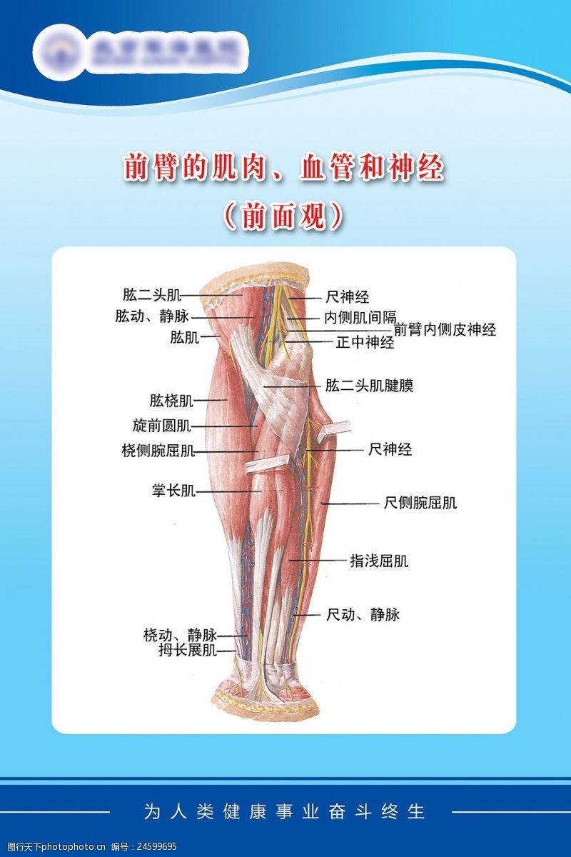 身体器官医疗展板前臂的肌肉血管和神经展板