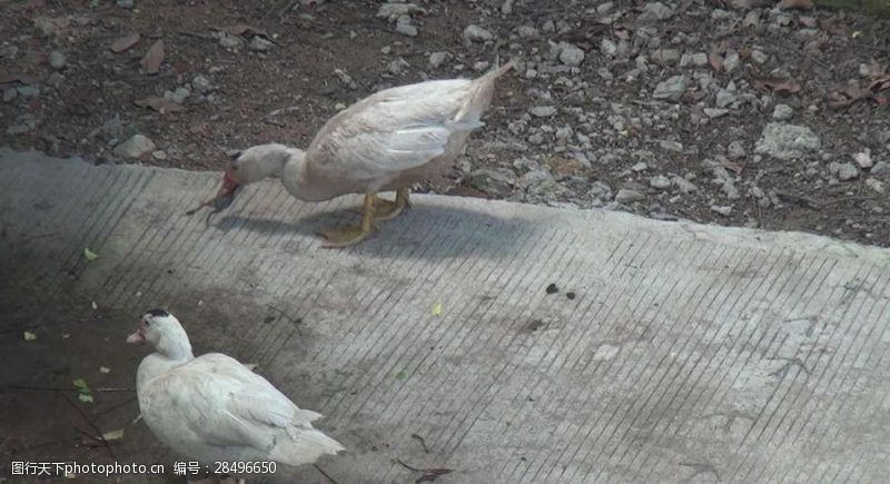 家养白鸭争食视频片段