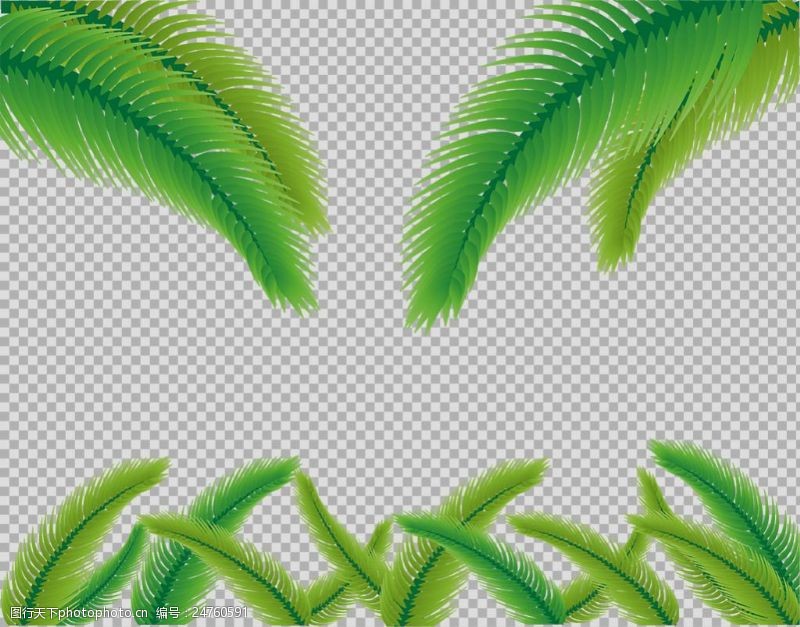 边框免抠素材手绘棕榈叶子插画免抠png透明图层素材