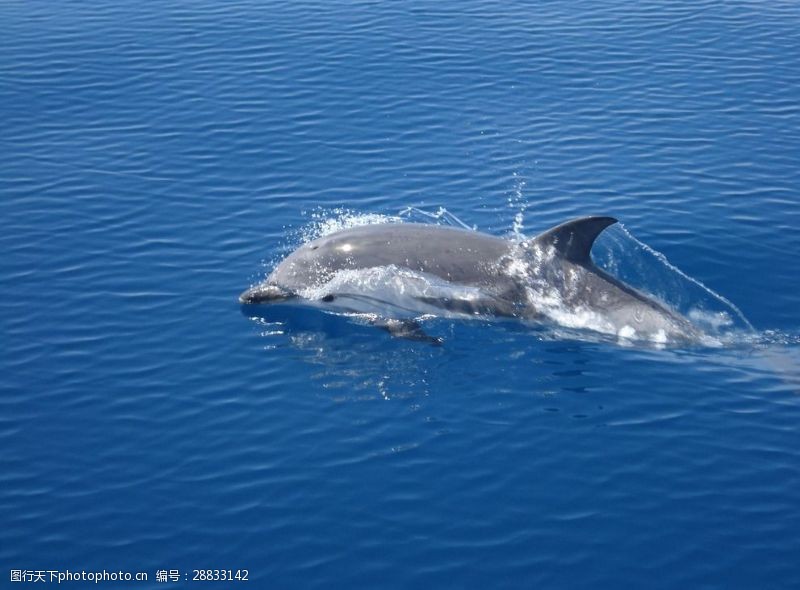 海豚摄影水中游的海豚