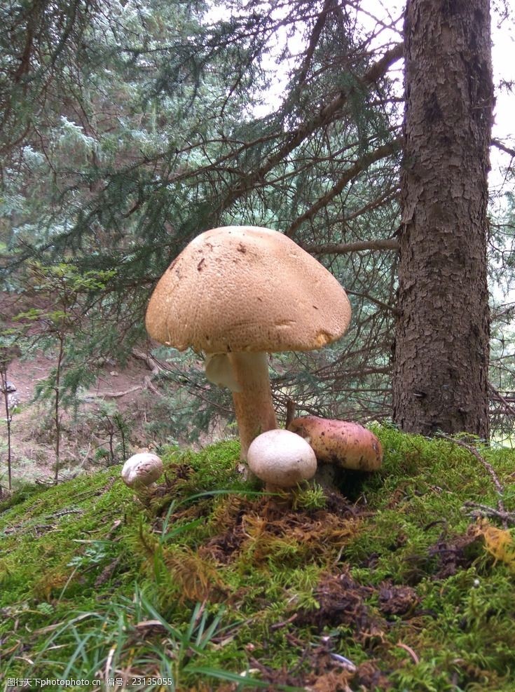 野蘑菇野生山蘑菇