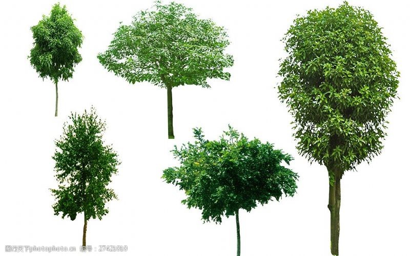 槐树丛园林景观素材树PSD素材下载