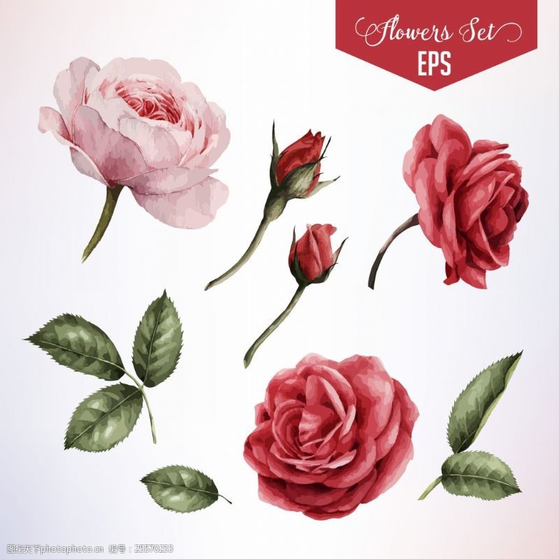 红色花墙玫瑰花朵花枝矢量印刷高清设计素材