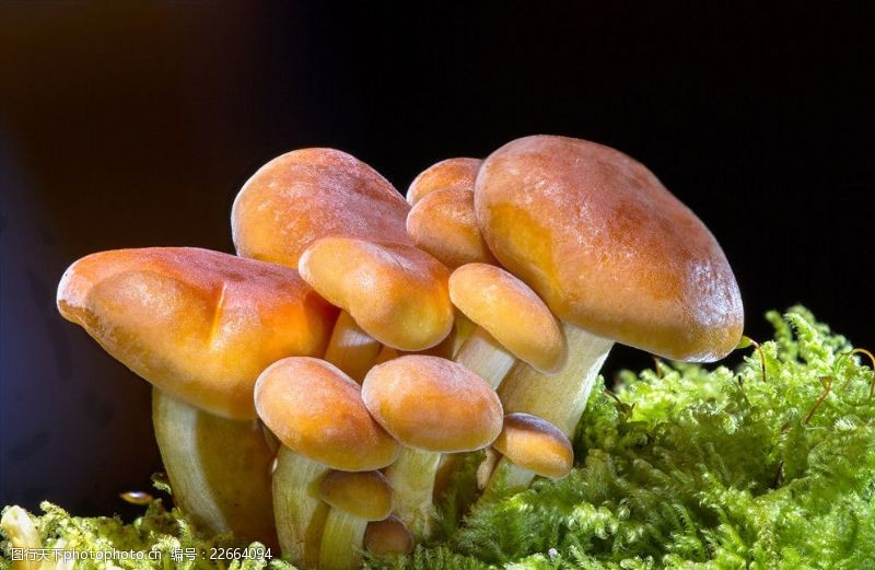 海绵蘑菇
