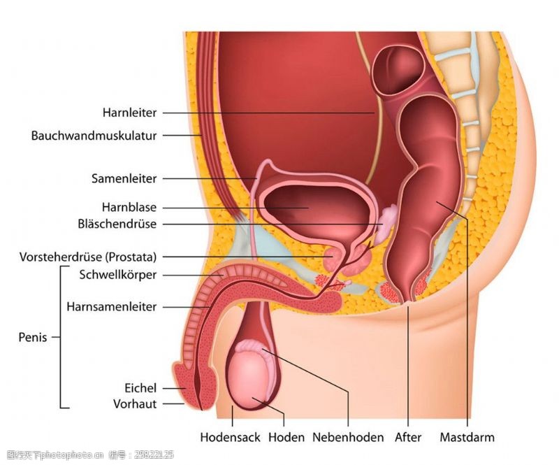 生殖器解剖图男性生殖器官图片