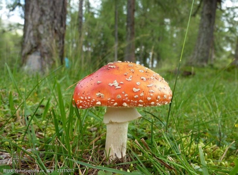 野蘑菇伞状红蘑菇