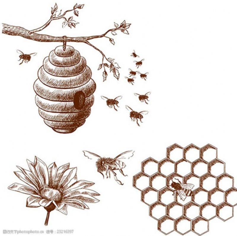 蜂蜜产品手绘蜜蜂蜂窝蜂蜜插图