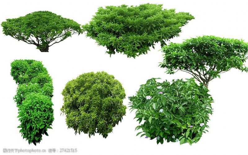 植物平面图素材乔木12