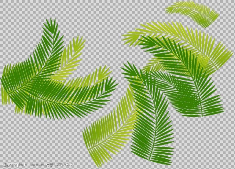 边框免抠素材手绘棕榈叶子插画免抠png透明图层素材