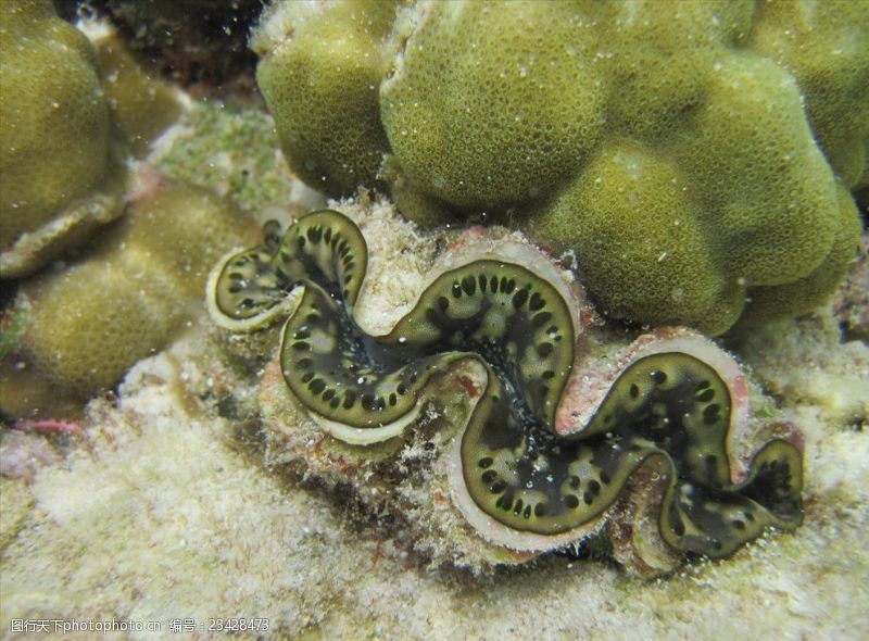 海底珊瑚海底生物