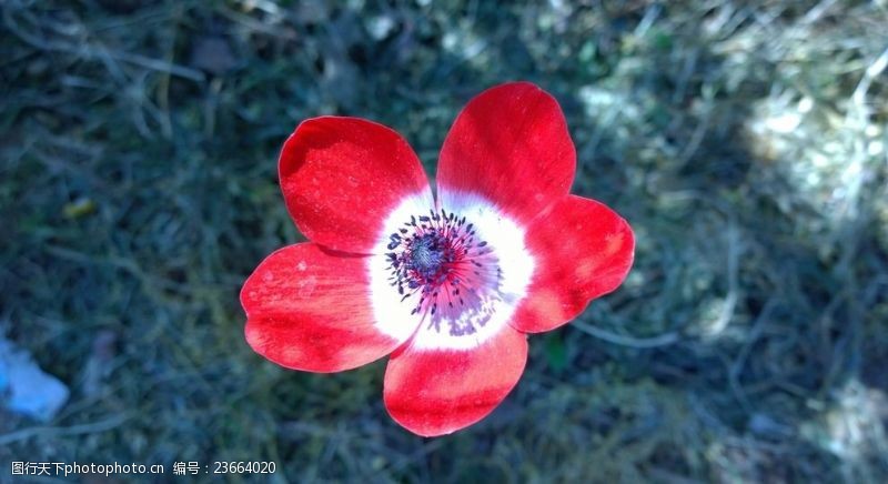 红木素材红色银莲花