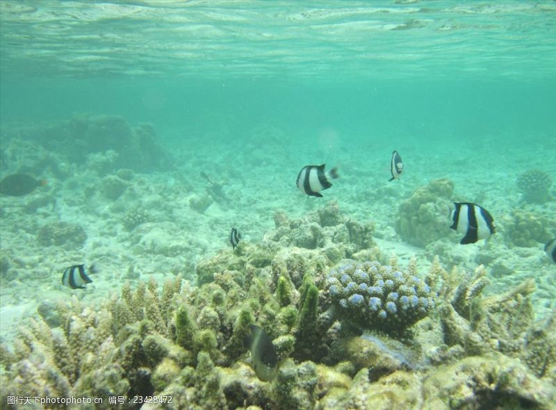 海底珊瑚马尔代夫得的海底