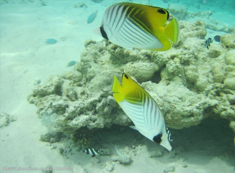 海底珊瑚马尔代夫海底