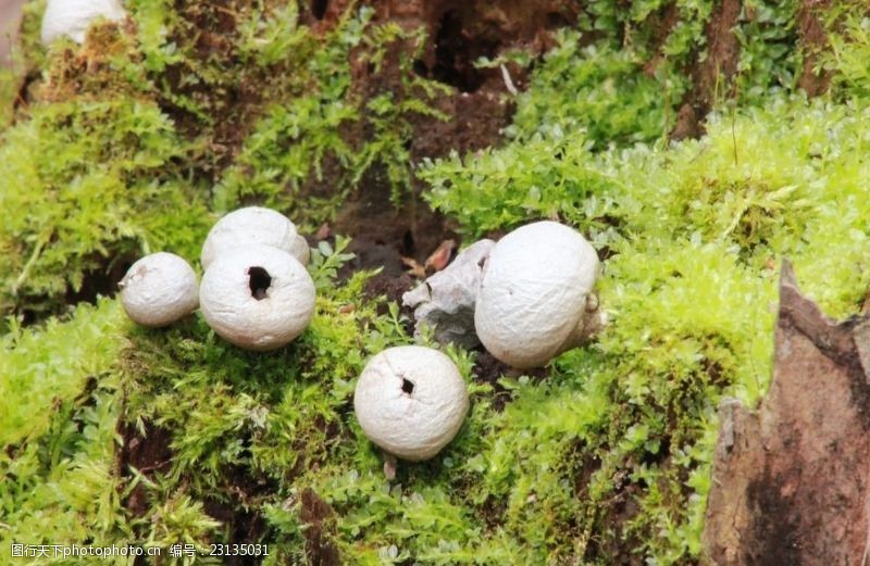 野蘑菇白蘑菇包