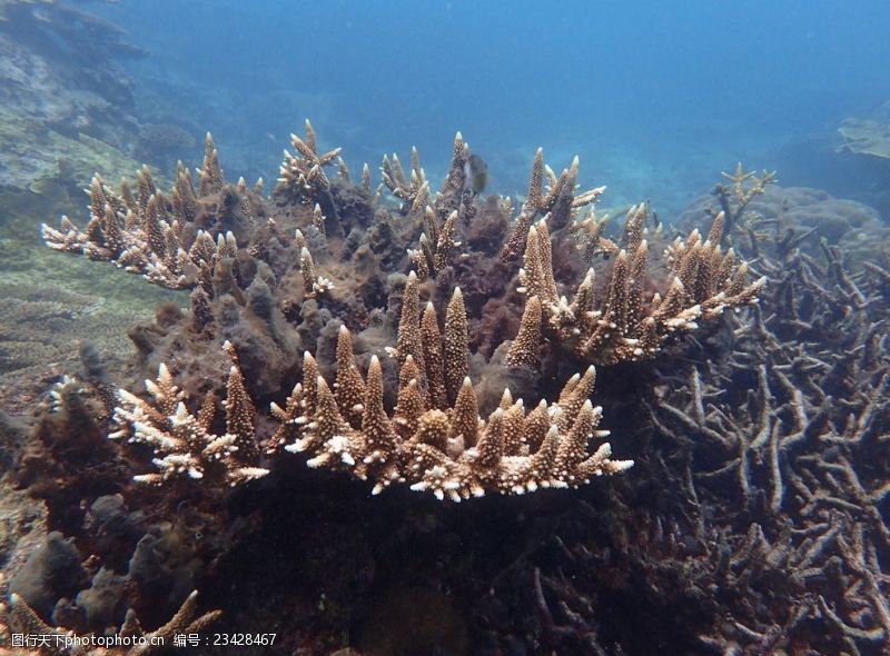 海底珊瑚海底世界珊瑚群