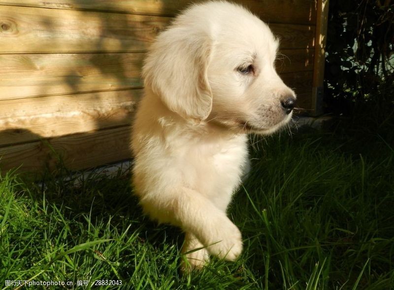 小家犬白色金毛幼犬