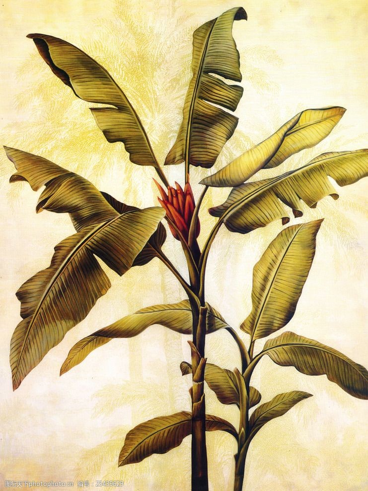 欣赏欧美古典植物装饰画