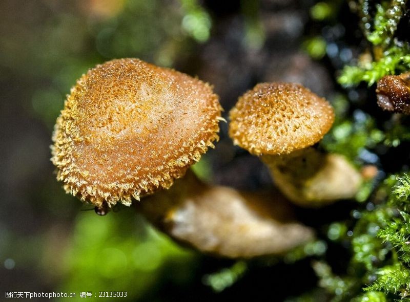菇类森林野蘑菇摄影