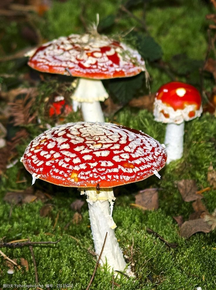 菇类野生红蘑菇