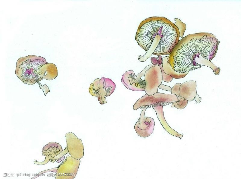 麻雀蘑菇