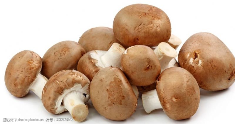 菌类蘑菇