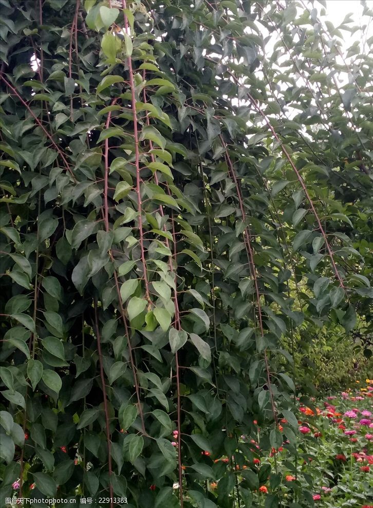 兰色背景藤蔓植物