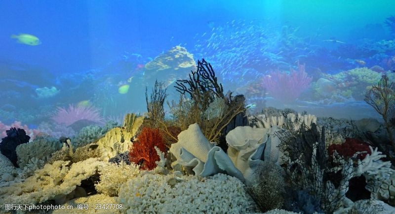 海底珊瑚海底岛礁