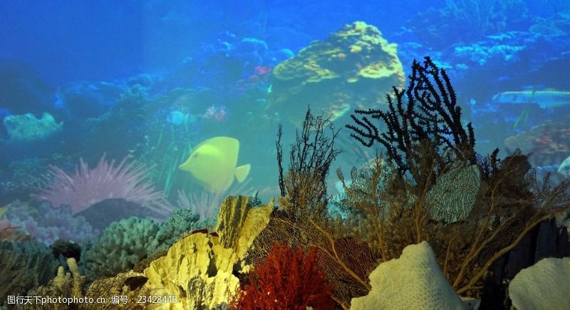 海底珊瑚海底风光