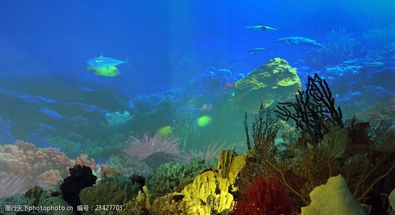海底珊瑚海底景色
