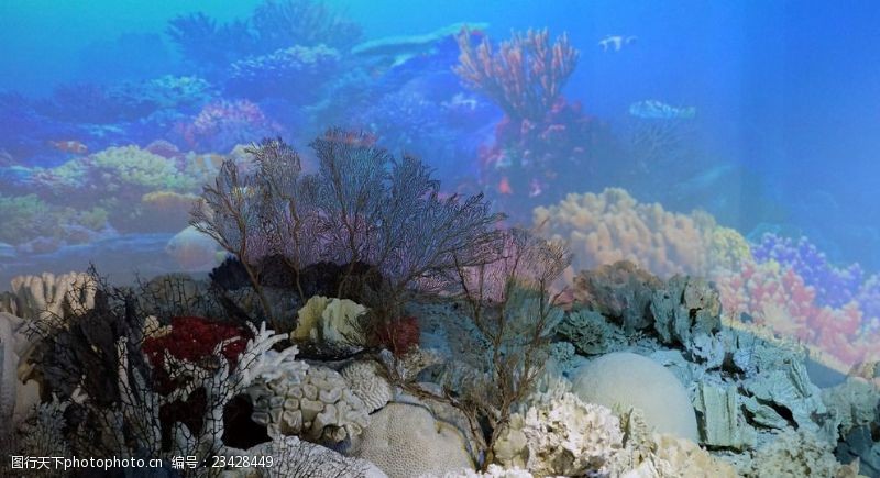 海底珊瑚海底世界