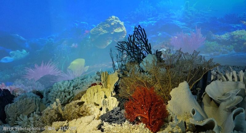 海底珊瑚珊瑚岛