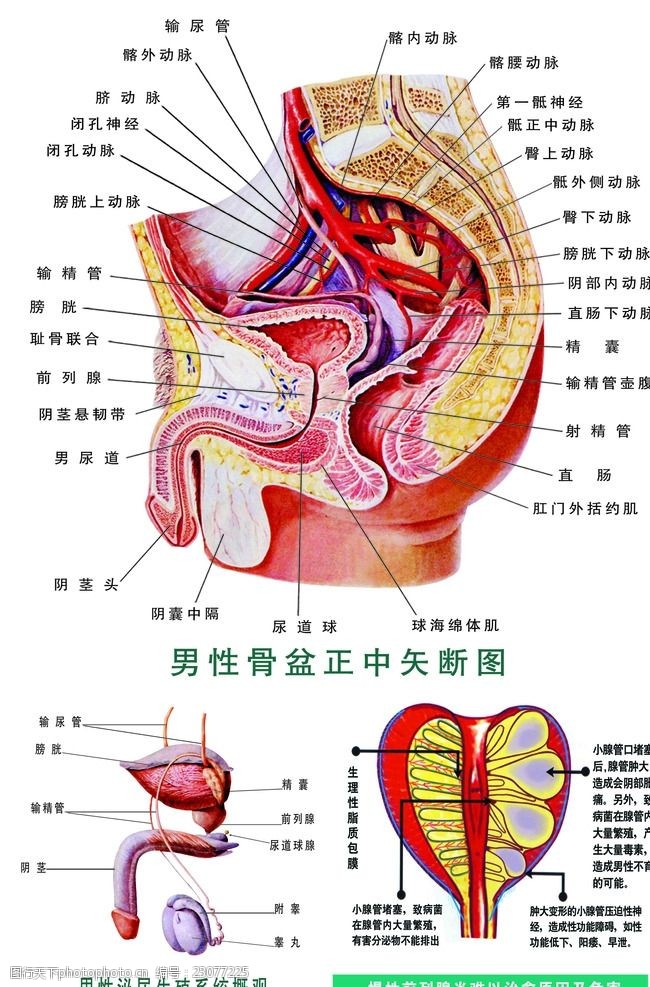 生殖系统图男科解剖图