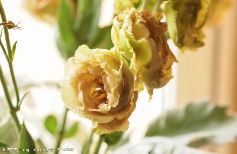 茶色花卉图片免费下载 茶色花卉素材 茶色花卉模板 图行天下素材网