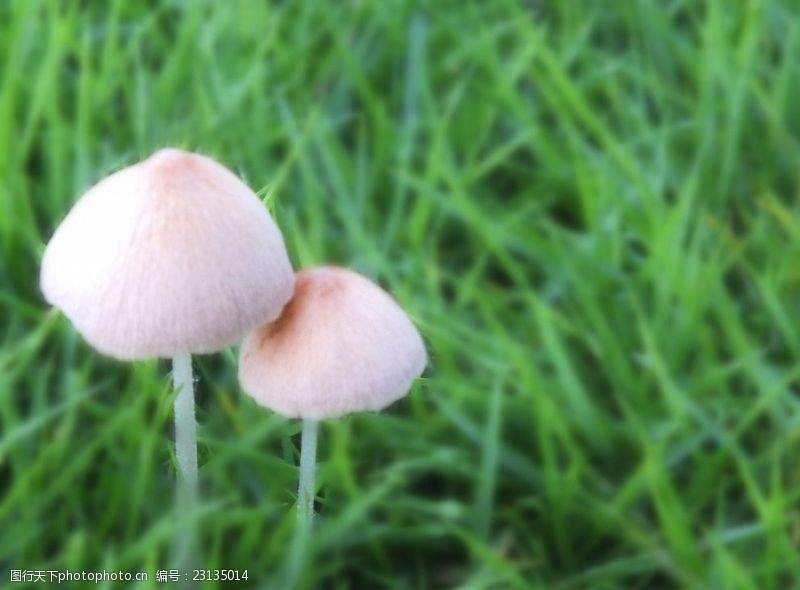 野蘑菇蘑菇