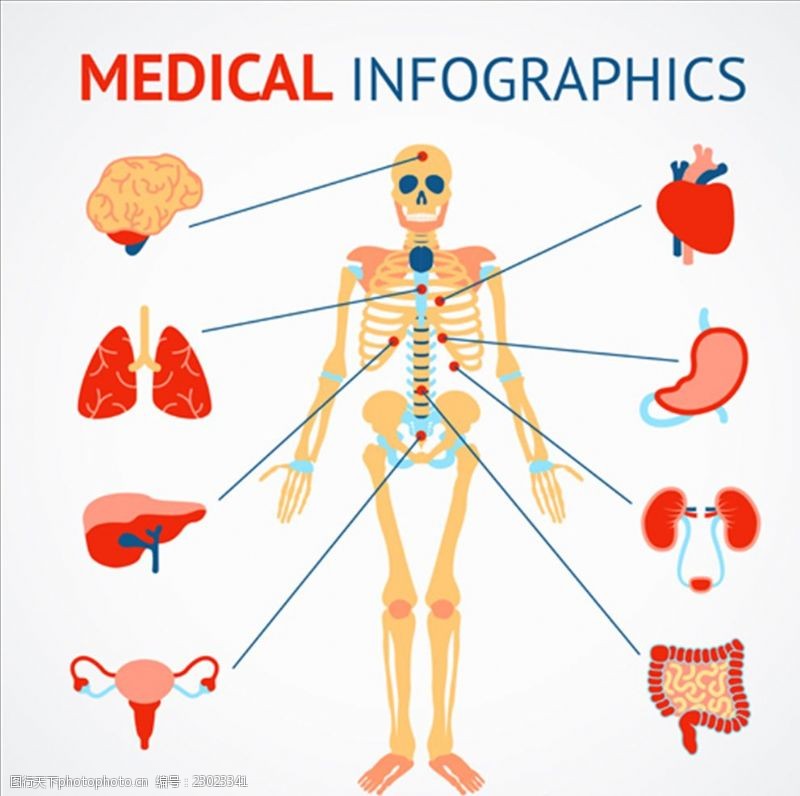 医疗器械类画册人类骨骼和器官医学信息图