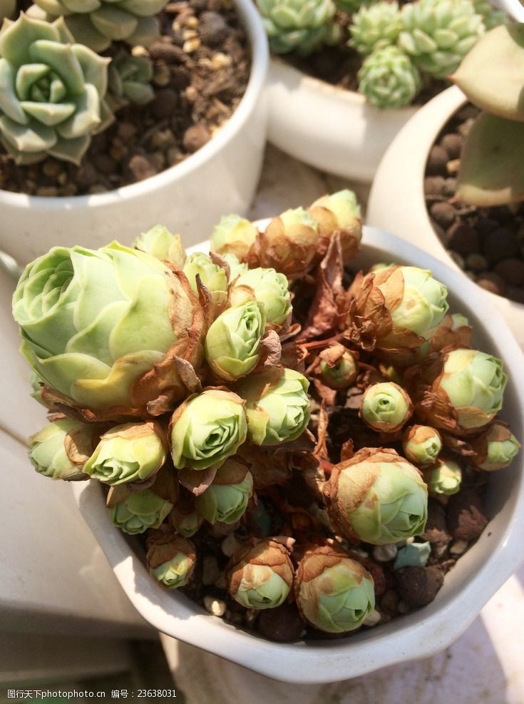 多头多肉植物