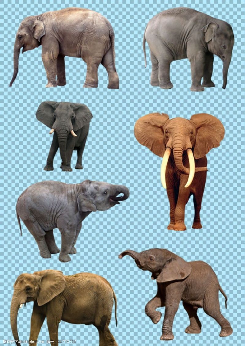 可爱的小象7只大象图片免抠png透明图层素材